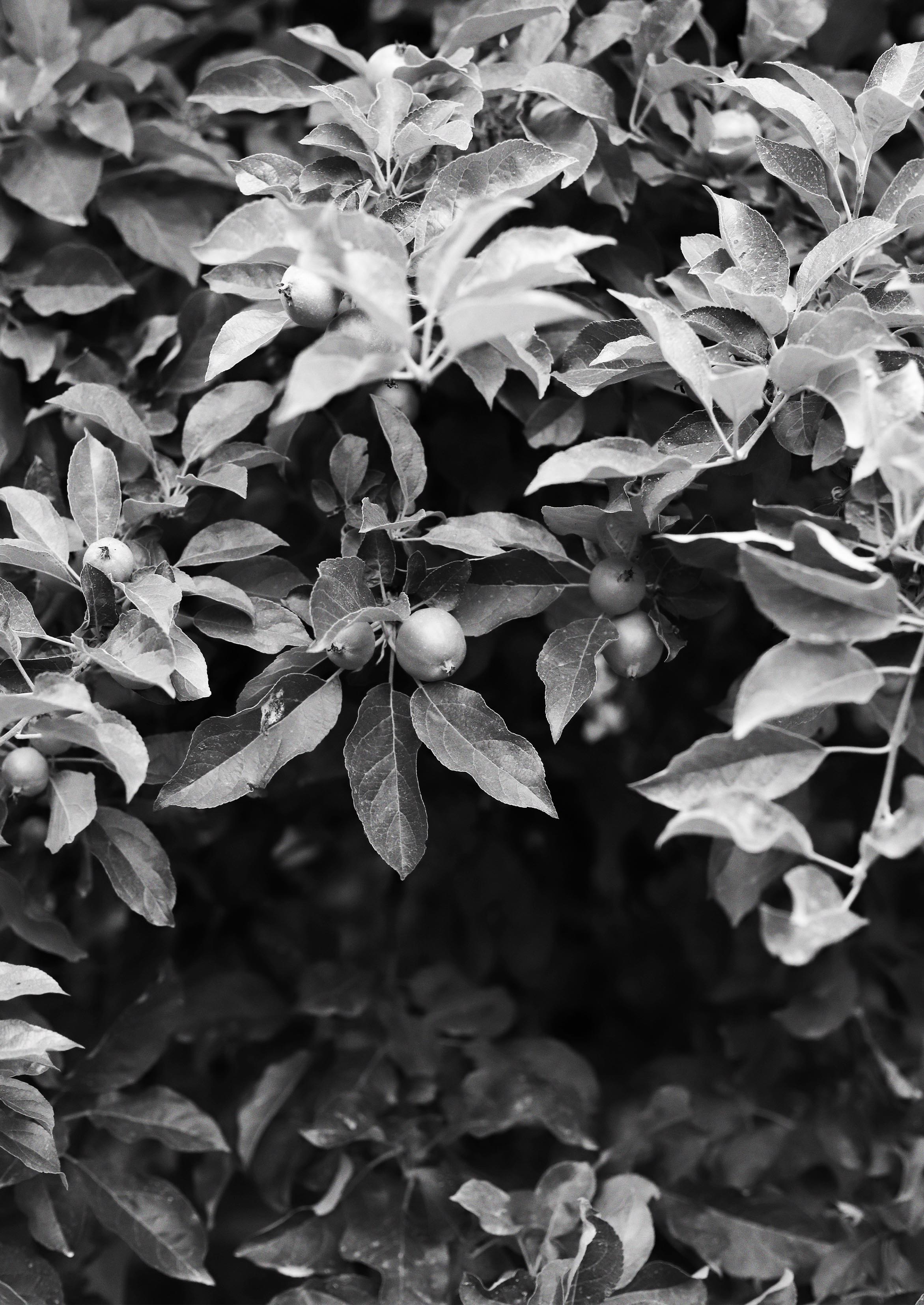 LANEY CROWELL Founder and CEO of Saie Beauty Eauso Vert