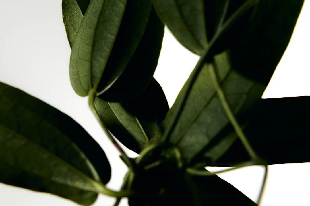 Understanding the Aroma Divide: Naturals vs. Synthetics in Perfume