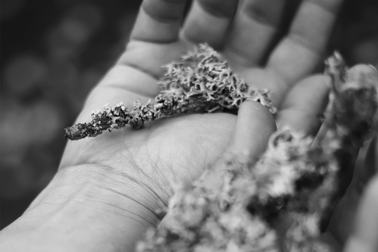 The Rise of Upcycled Ingredients in Perfume